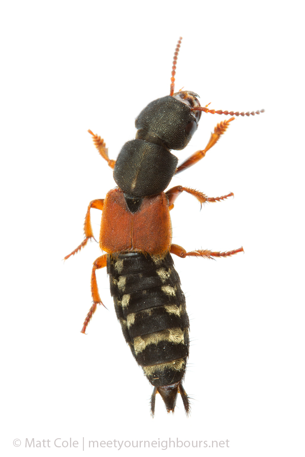 MYN Rove Beetle - Platydracus stercorarius